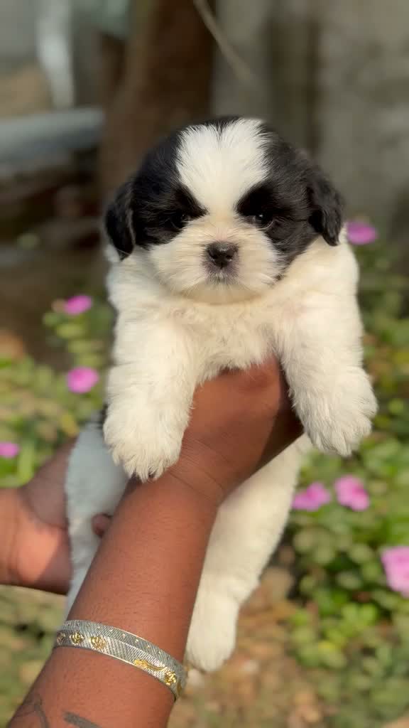 Shih Tzu | Black Color, farm video