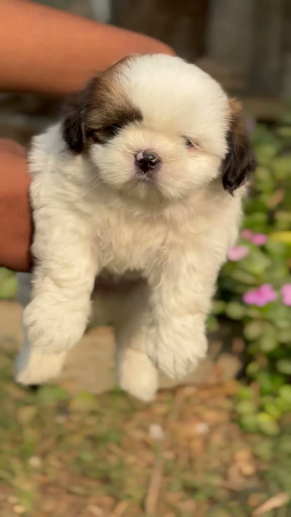 Shih Tzu | Black Color, farm video
