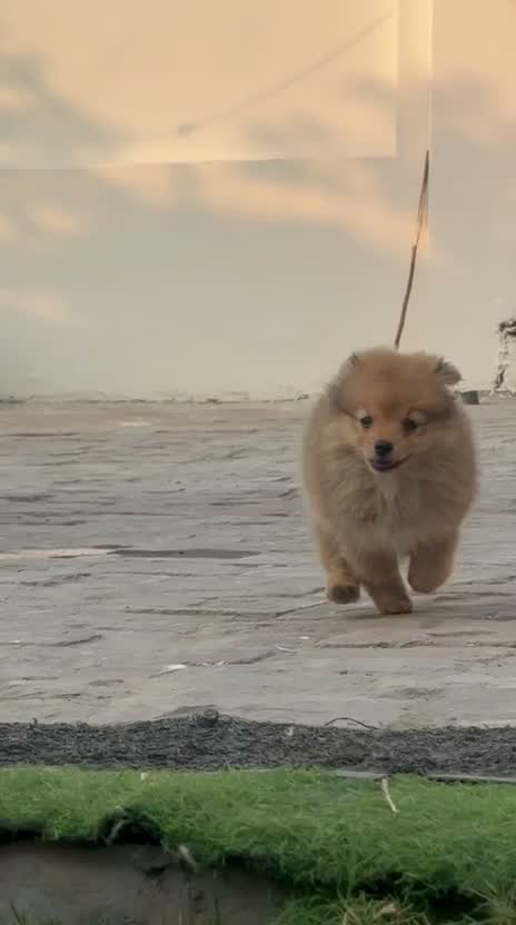 Culture Toy Pom Puppy | Black, farm video
