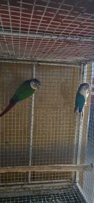 Small Cheek Conure, farm video