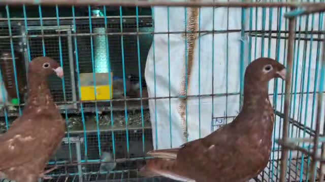 Highflyer Pigeon, farm video