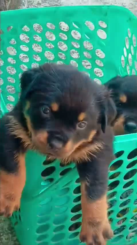 Rottweiler Puppy, farm video