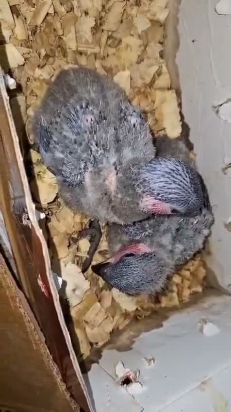 Black Capped Conure, farm video