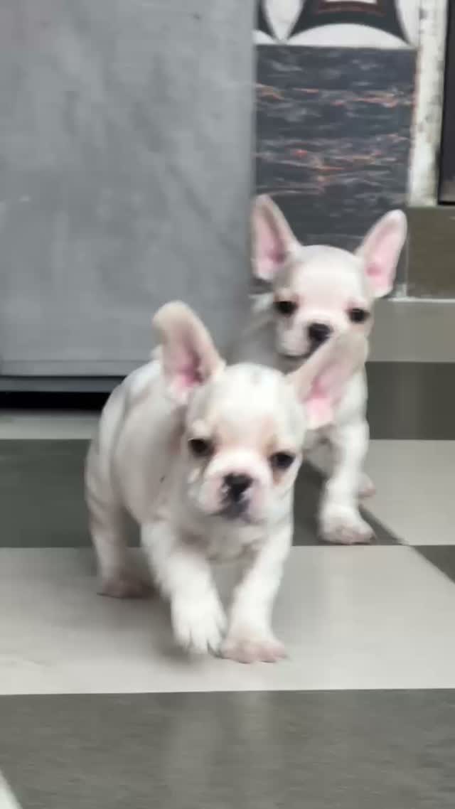 Bull Terrier Puppy, farm video