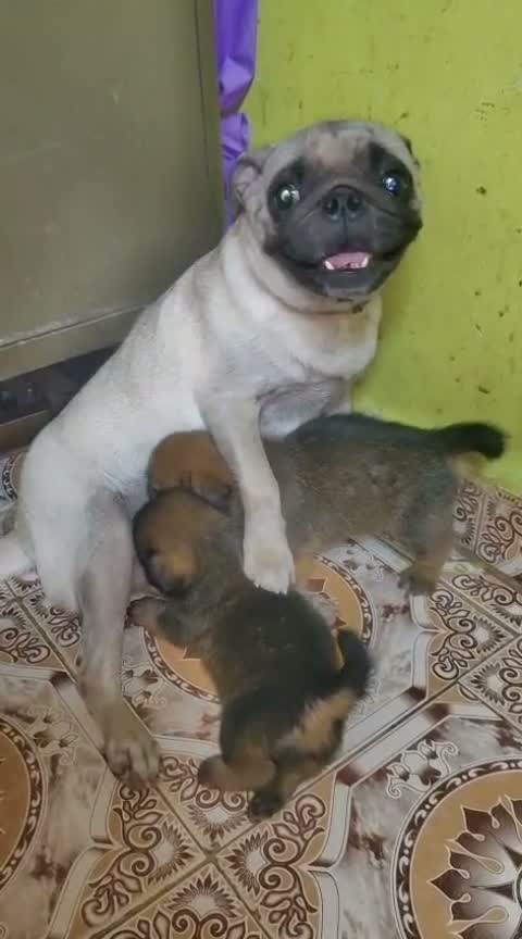 Pug Puppy, farm video