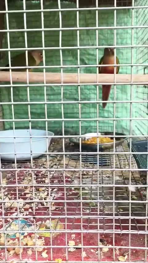 Dachshund Puppy | Brown, farm video