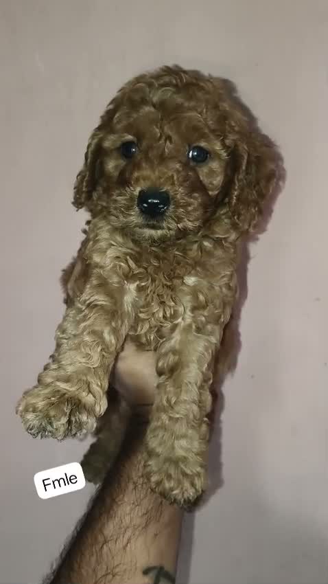 Standard Poodle Puppy, farm video