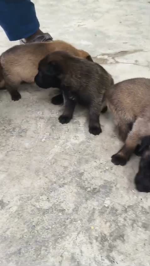 Dachshund Puppy | Brown, farm video