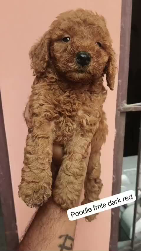 Standard Poodle Puppy, farm video