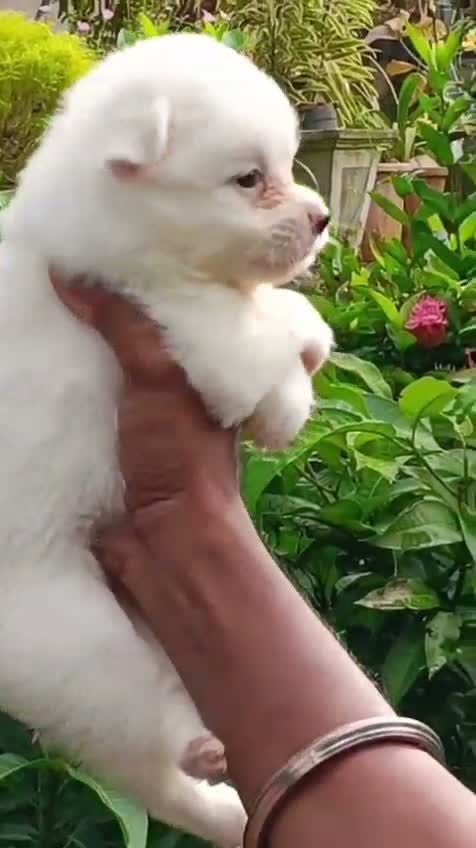 Pomeranian Puppy, farm video