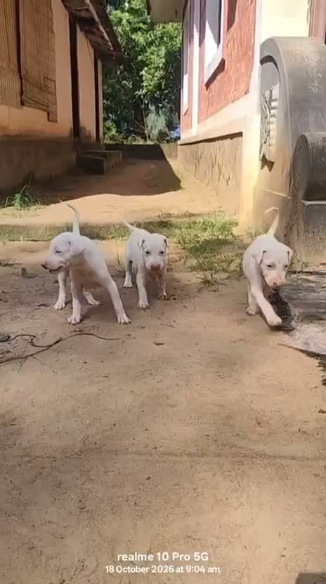Rajapalayam Puppy, farm video