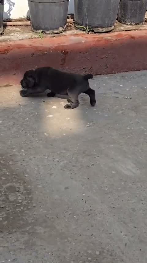 Cane Corso Puppy | Brindle, farm video
