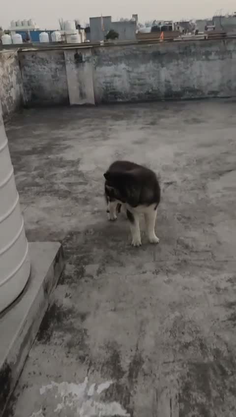Siberian Husky Puppy | Black & White Color, farm video