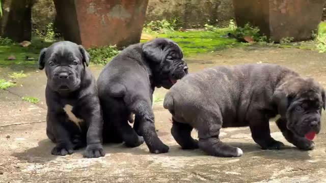 Cane Corso Puppy | Brindle, farm video