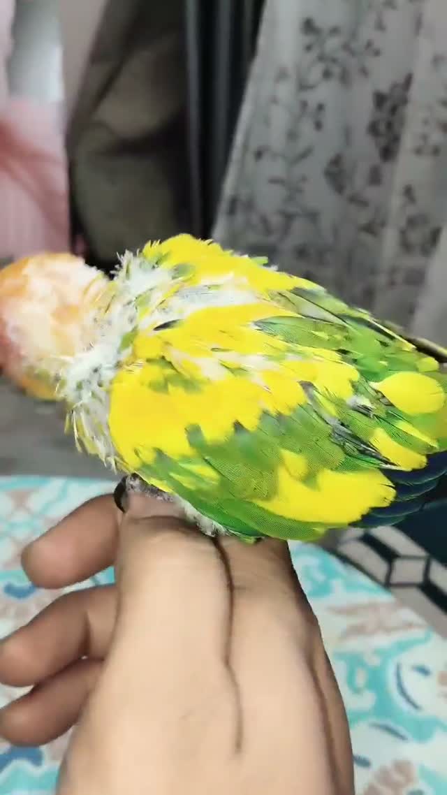 Small Cheek Conure, farm video