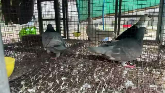 Highflyer Pigeon, farm video