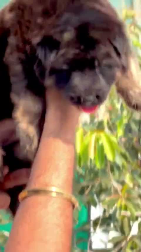 German Shepherd Puppy, farm video