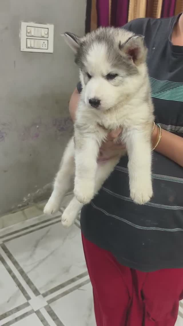 Siberian Husky Puppy | Black & White Color, farm video