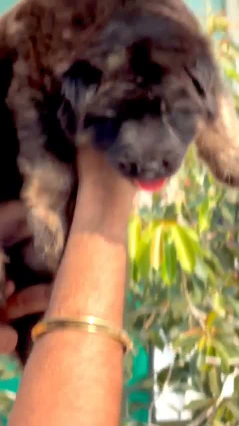 German Shepherd Puppy, farm video
