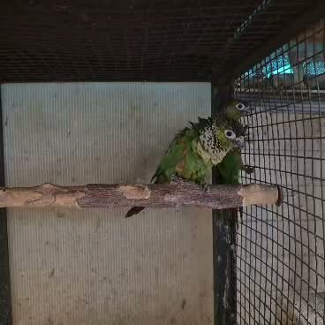 Small Cheek Conure, farm video