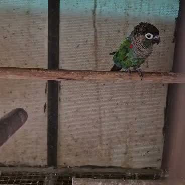 Small Cheek Conure, farm video