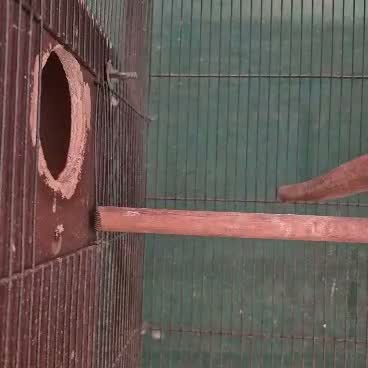 Small Cheek Conure, farm video