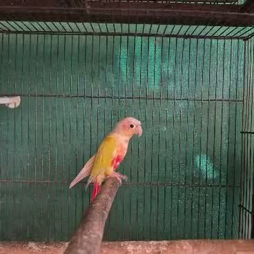 Small Cheek Conure, farm video