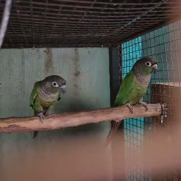 Small Cheek Conure, farm video