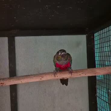 Small Cheek Conure, farm video