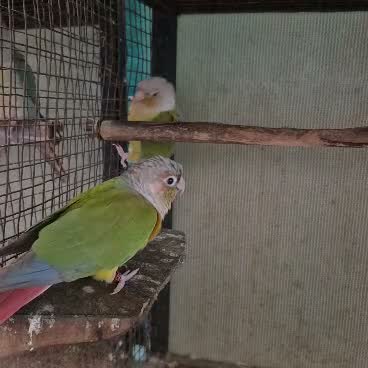 Small Cheek Conure, farm video