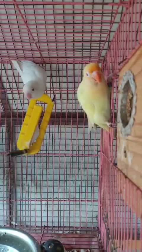 African Love Birds | Violet, farm video