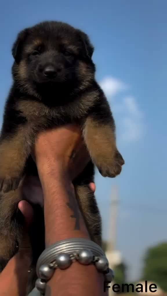 German Shepherd Puppy, farm video