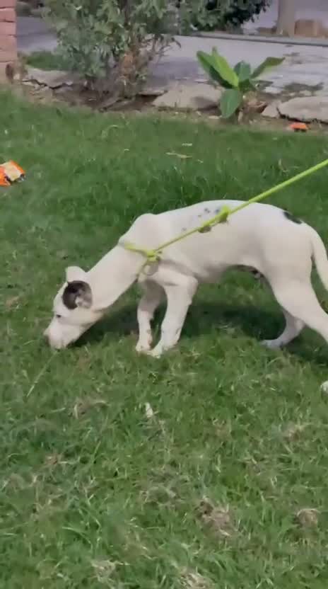 Dogo Argentino Puppy, farm video