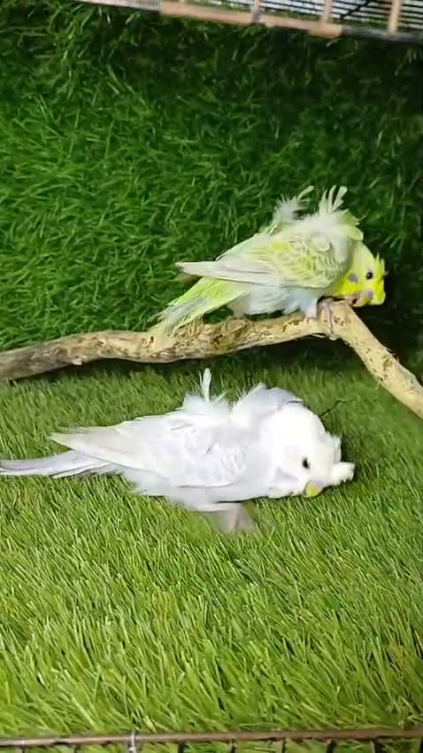 Hogoromo Budgies, farm video