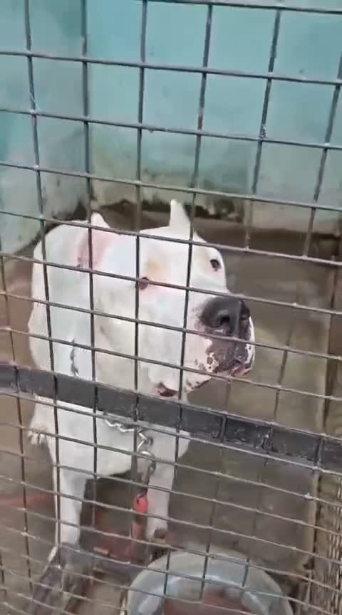 Dogo Argentino Puppy, farm video