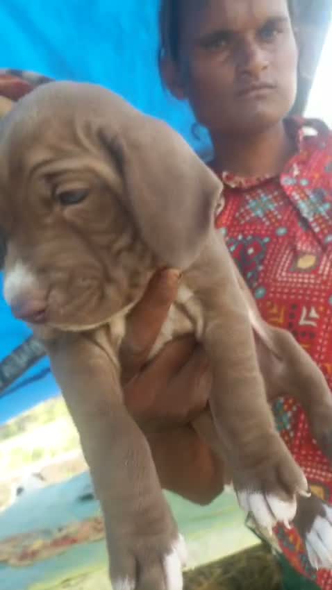 Pointer Puppy, farm video