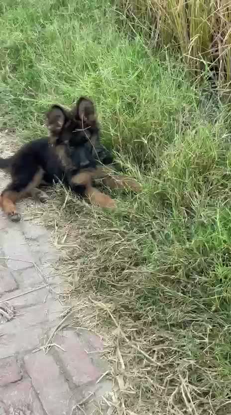 German Shepherd Puppy, farm video