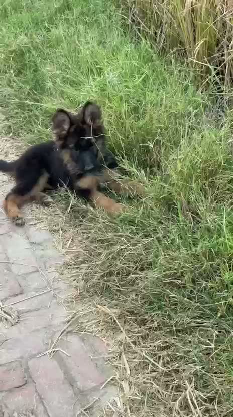 German Shepherd Puppy, farm video