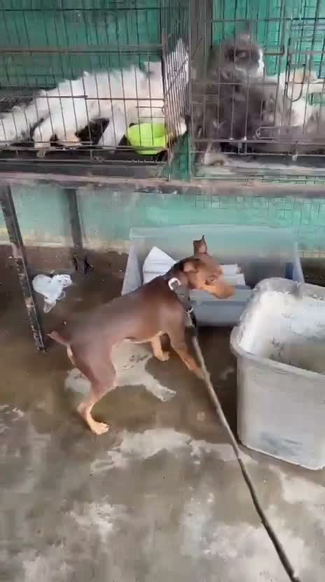 Miniature Pinscher Puppy | Brown & Tan, farm video