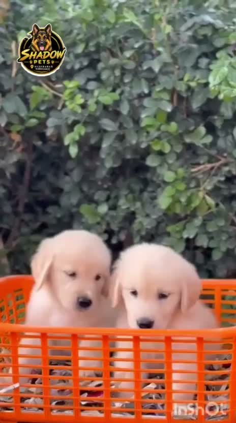 Golden Retriever, farm video