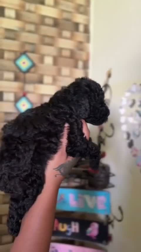 Standard Poodle Puppy | White, farm video
