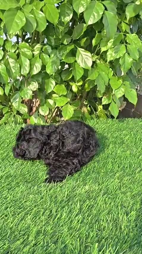 Standard Poodle Puppy, farm video