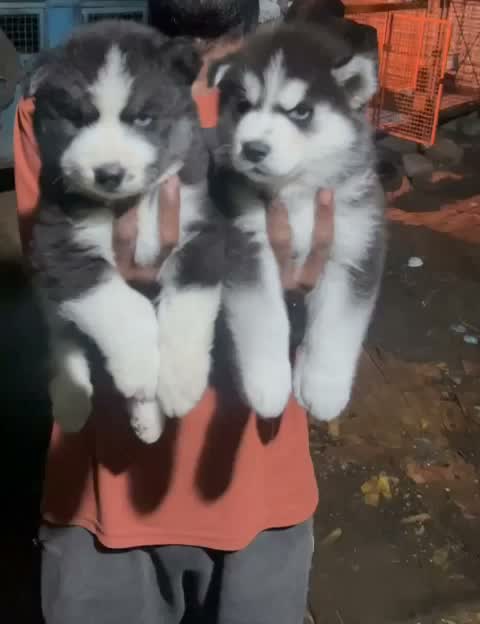 Siberian Husky Puppy | Black & White Color, farm video