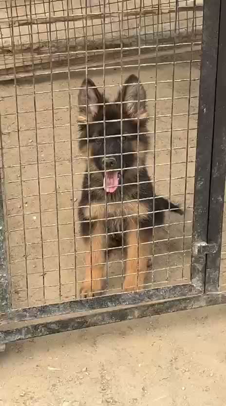 German Shepherd Puppy, farm video
