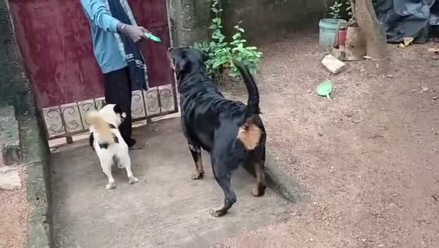 Rottweiler Puppy, farm video