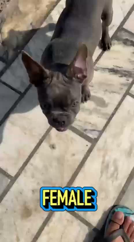 Bull Terrier Puppy, farm video