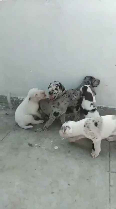 Great Dane Puppy, farm video