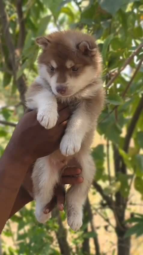Siberian Husky Puppy | Black & White Color, farm video