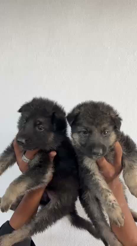 German Shepherd Puppy, farm video
