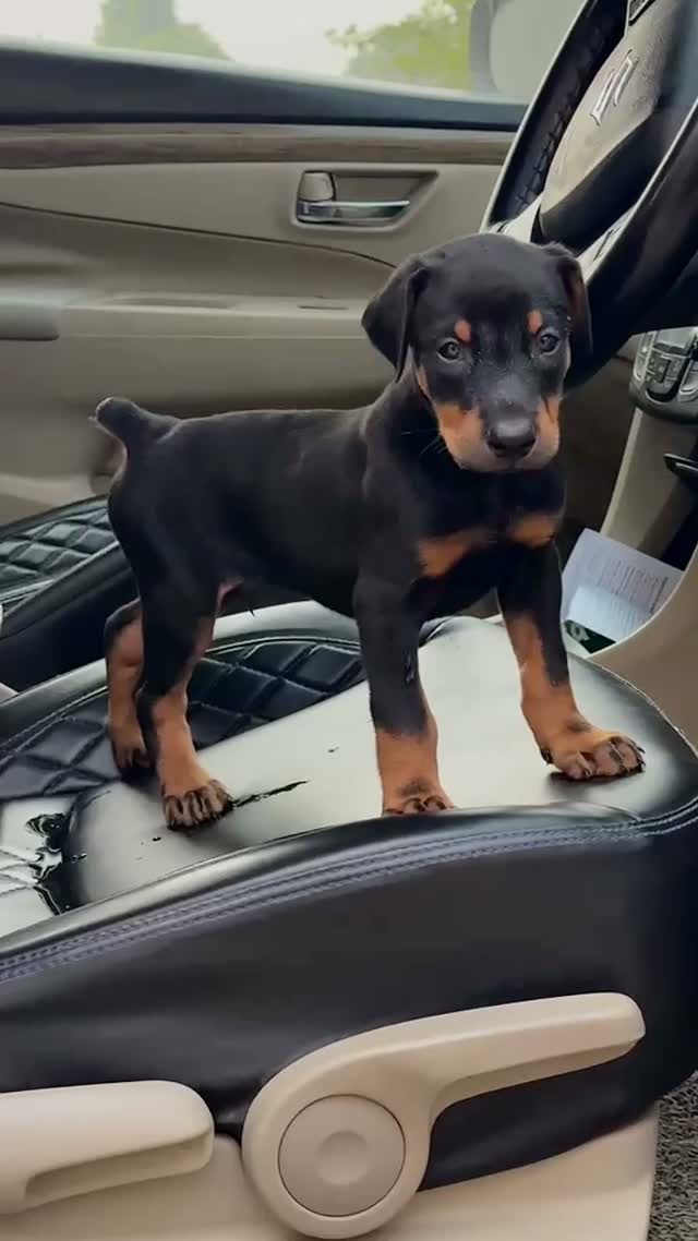 Toy Poodle Puppy, farm video